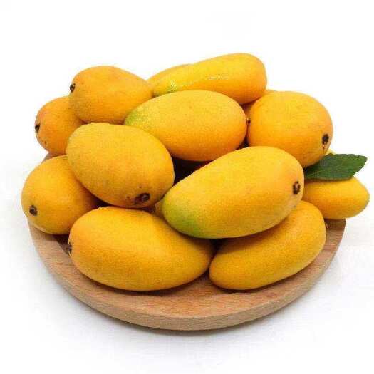 昆明云南小台芒
