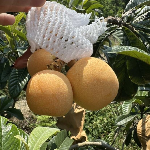 石棉县枇杷
