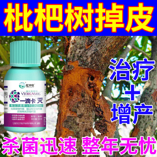 栾川县枇杷树脱皮药枇杷病专用药树干脱皮脱落掉皮干腐病腐烂病枯萎病