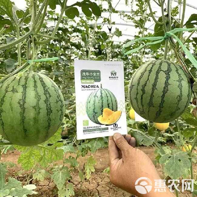 中科茂华早熟茂华小金兰黄瓤西瓜种子  肉质沙脆爽口