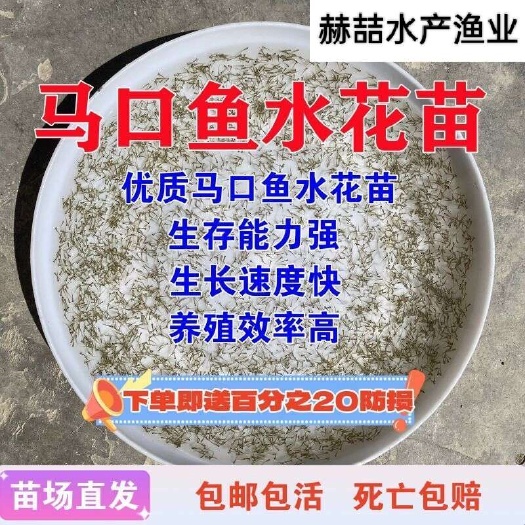 马口鱼苗