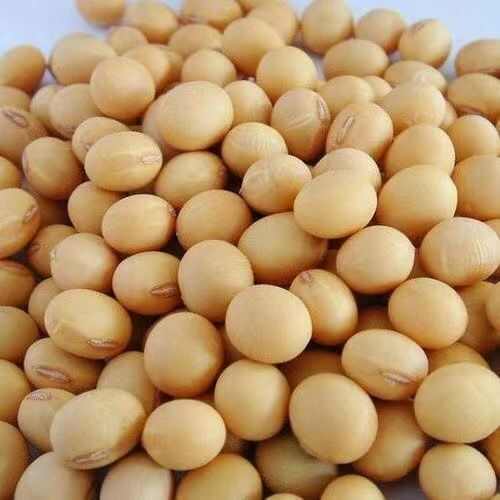 枣庄新黄豆非转基因新鲜豆打豆浆专用农家自种新大豆生豆芽五谷杂粮