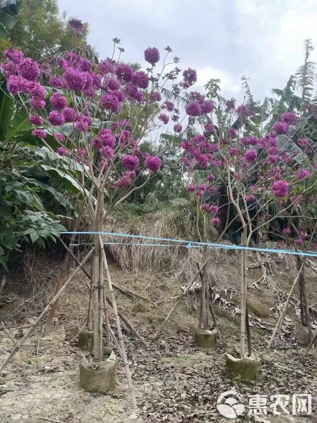 紫花风铃木5～15公分