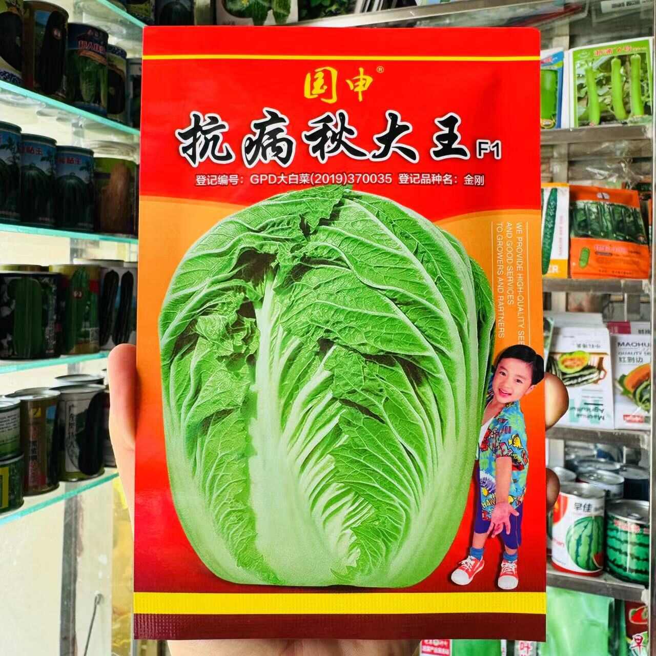 改良青杂三号大白菜种子 青岛87-114大白菜种子秋播白菜籽