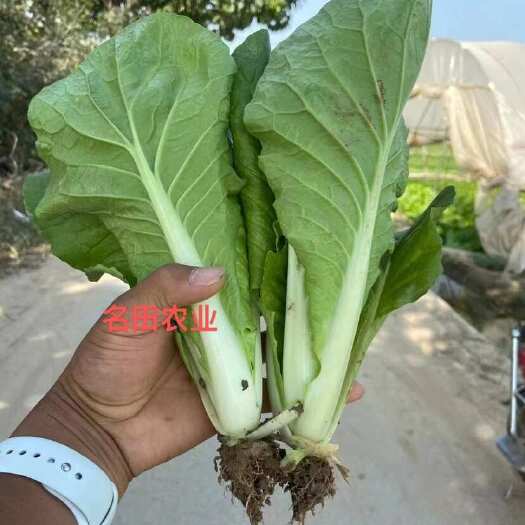郑州耐热20多天早熟快菜种子小白菜种子抗病强好吃颜色好叶片厚黄心