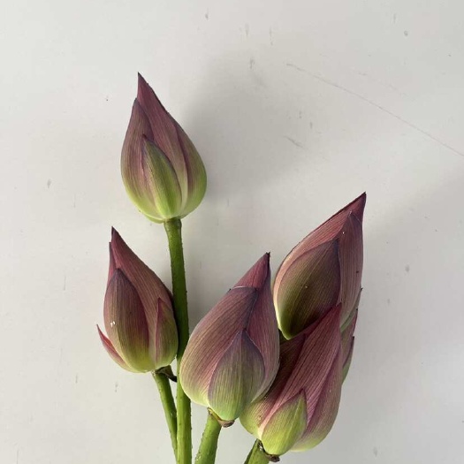 祁阳市荷花/长杆莲蓬