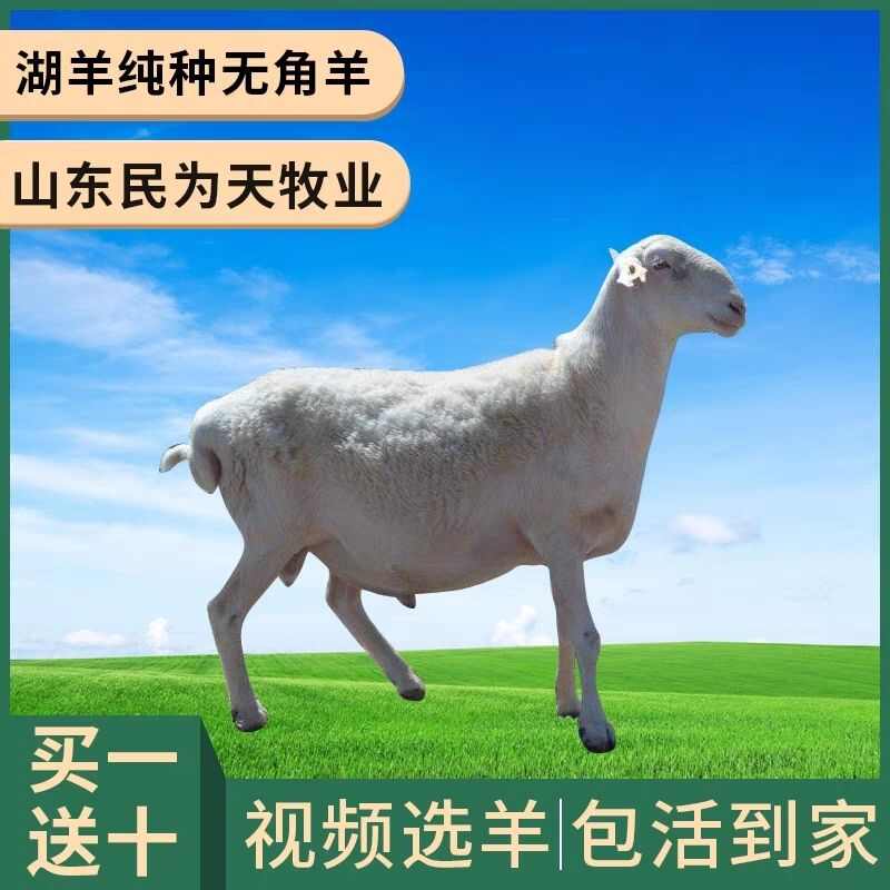 湖羊活羊纯种母羊胡羊种公羊小尾寒羊奥湖杂交羊羔幼绵羊养殖技术