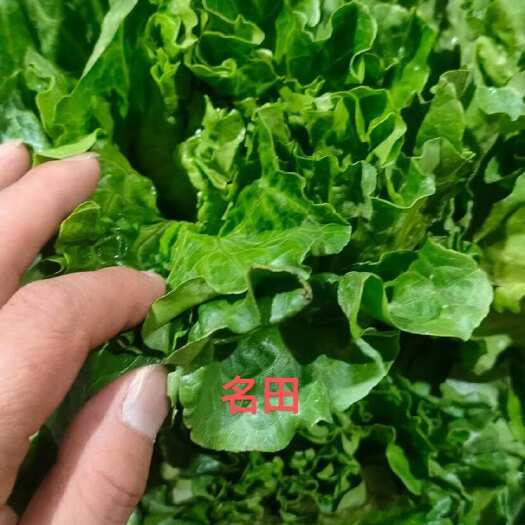 郑州耐热四季意大利生菜种子，产量高口感好产量高 耐热耐寒全年可种