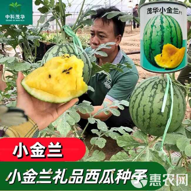 中科茂华早熟茂华小金兰黄瓤西瓜种子  肉质沙脆爽口