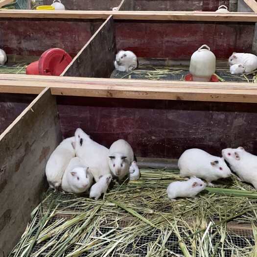 梅州荷兰鼠