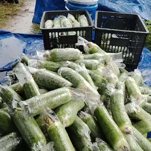 遂溪县丝瓜—肉丝瓜—水瓜