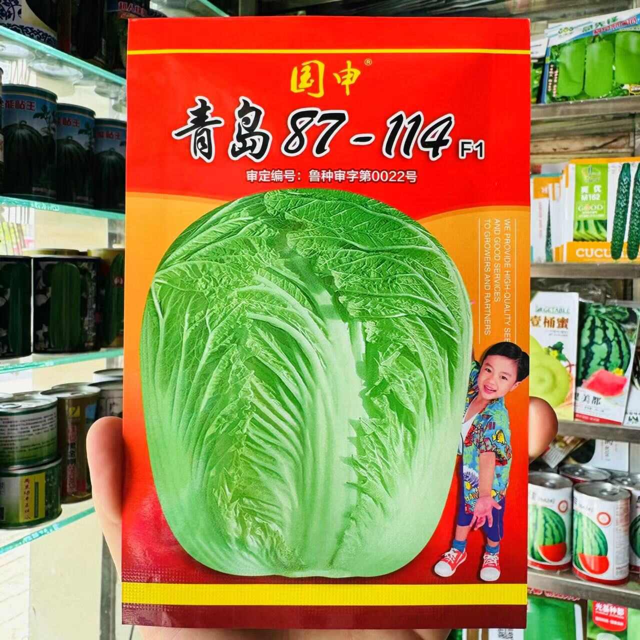 改良青杂三号大白菜种子 青岛87-114大白菜种子秋播白菜籽