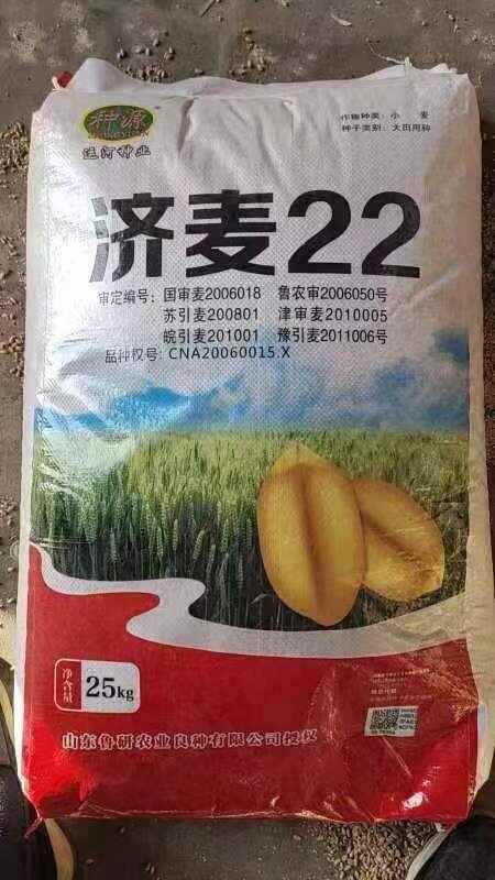 济麦22，优等品鲁研济麦22到货，欢迎选购咨询