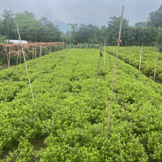 重庆市北碚区供应杜鹃春鹃苗木优质花草灌木