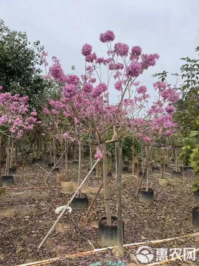 紫花风铃木5～15公分