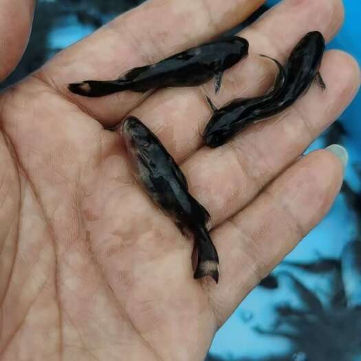 重庆市牛尾巴鱼苗，规格齐全价格优惠可以送货上门。