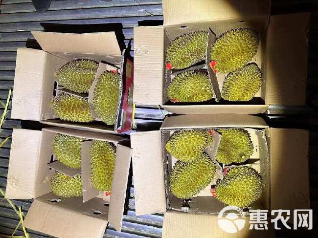 越南金枕