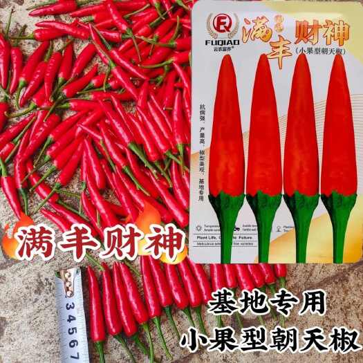沭阳县满丰财神小果型朝天椒种子香辣小米辣单生朝天辣椒种子指天椒种籽