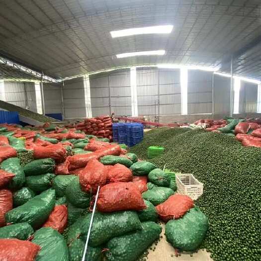 长沙大量有小青沃柑