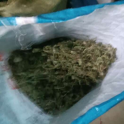 鄢陵县蒲公英