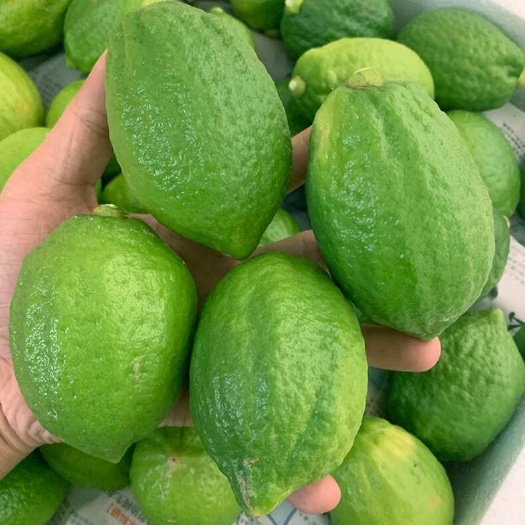 广东香水柠檬