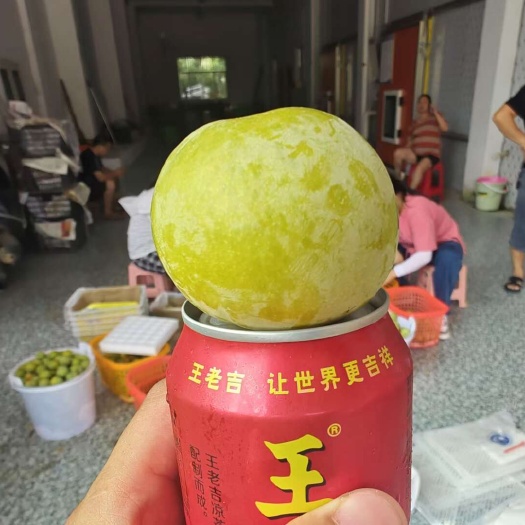 蜂糖李有80万斤