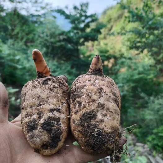 云南昭通小草坝乌天麻春麻鲜天麻出苗天麻