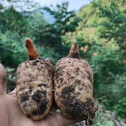 彝良县云南昭通小草坝乌天麻春麻鲜天麻出苗天麻