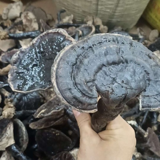 博罗县紫灵芝批发