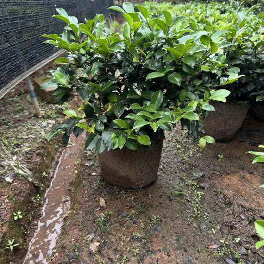金华茶梅盆栽30到40蓬行的。价格便宜。全拿价格更低