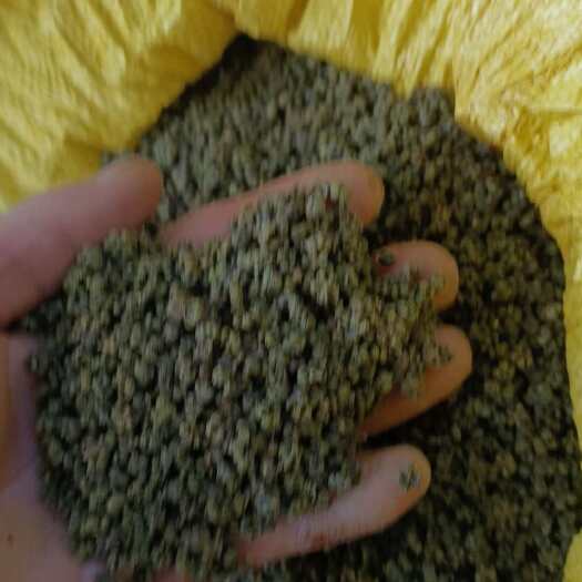 罗城县中草药吴茱萸