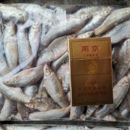 麦穗鱼开肚速冻