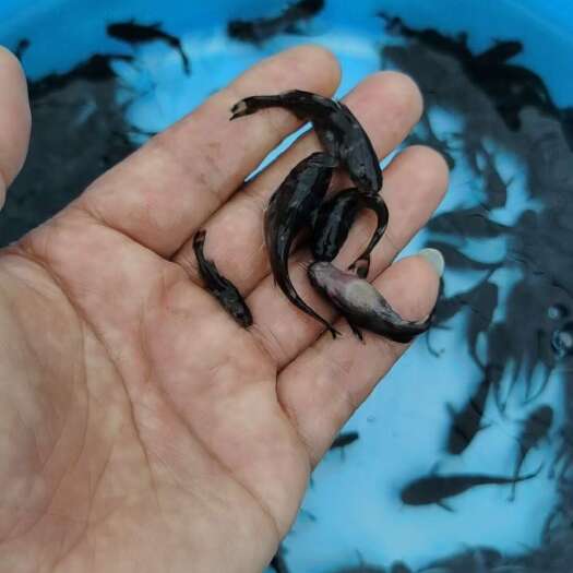 兰州牛尾巴鱼苗，规格齐全价格优惠，可以送货上门。