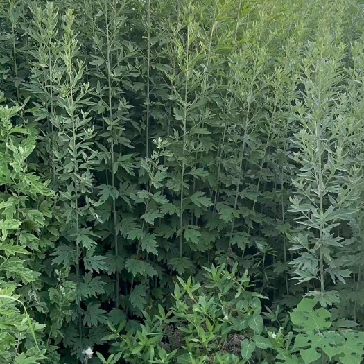 长丰县端午节新鲜艾草，欢迎带价来询问