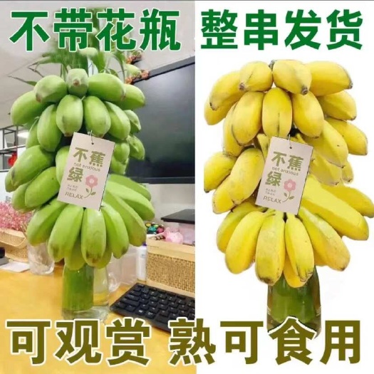小米蕉串蕉带杆禁止焦虑蕉绿发货办公室上班搭子水培香蕉