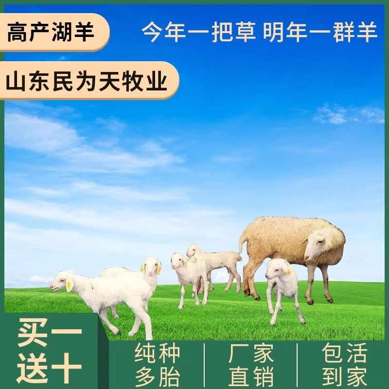 湖羊活羊纯种母羊胡羊种公羊小尾寒羊奥湖杂交羊羔幼绵羊养殖技术