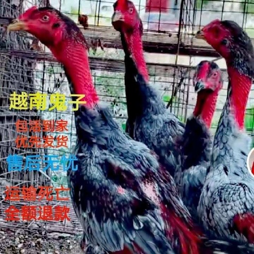 太和县国外斗鸡越南纯种鬼子小鸡成年鸡泰国斗鸡中原斗鸡活体包邮