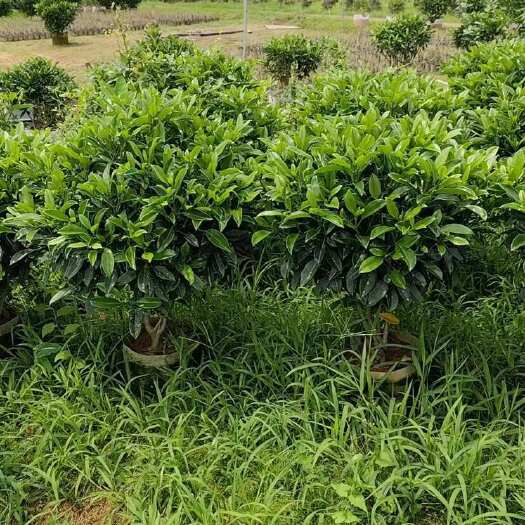 惠来县非洲茉莉球60至2米高