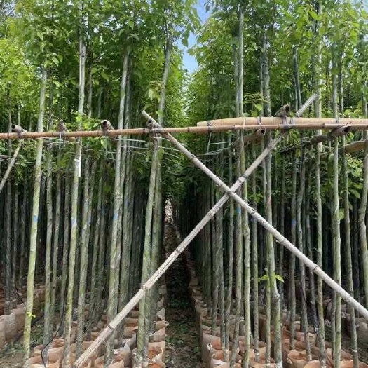 惠来县香樟树3～15公分/光杆苗/骨架苗/全冠苗/原生苗