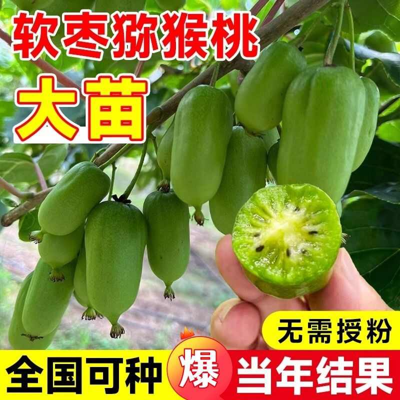 自花授粉软枣猕猴桃苗龙城二号丹东特产奇异果苗当年结果树包邮