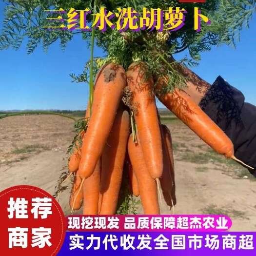 开封胡萝卜