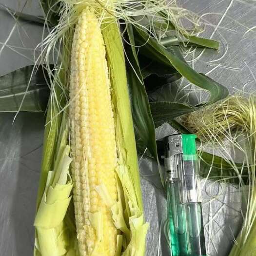 威县玉米笋大量上市了一手货源