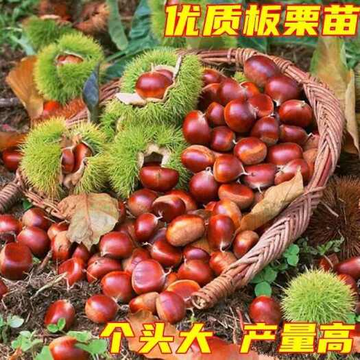 平邑县大红袍板栗苗嫁接板栗苗大板栗子果树苗板栗树苗矮化易活包邮