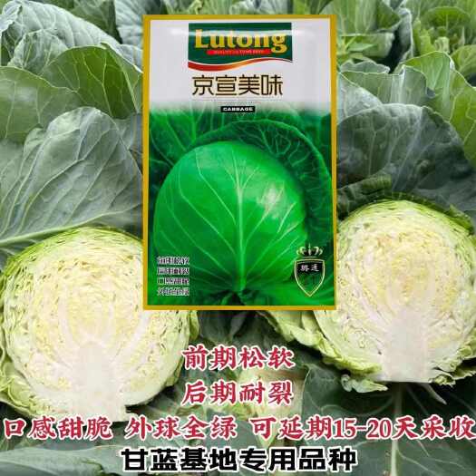 沭阳县京宣美味甘蓝种子基地专用春秋两季水果甘蓝种子黄芯包头卷心菜籽