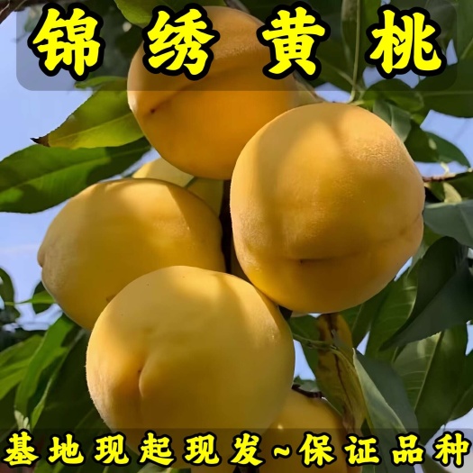 锦绣黄桃苗 品种纯真 基地现起现发货 根系发达 成活率高