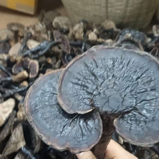 博罗县灵芝批发