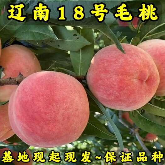 营口辽南18号毛桃苗（大果型毛桃）品种纯真 基地现起现发成活率高