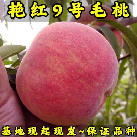 营口艳红9号毛桃苗（大果型毛桃）品种纯真 基地直发 成活率高