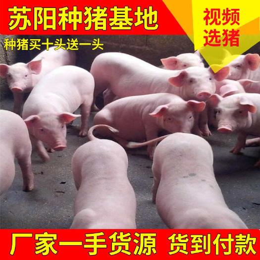 二元母猪，新美系长大二元母猪，长太二元母猪，苏太二元黑母猪