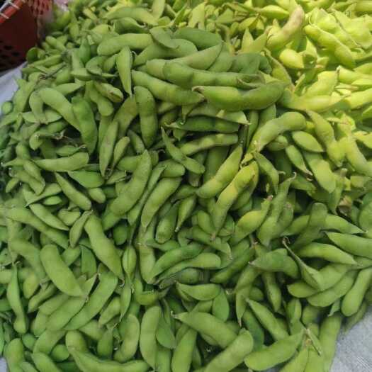新鲜毛豆现摘现发